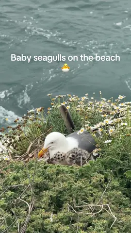 First time seeing baby seagulls 😍 #cute #baby #birds