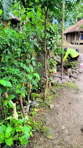 Senengnya main air di sungai#kampungsunda #suasanapedesaan #pedesaanjawabarat #cianjurjawabarat #suasanadikampung #fyp 