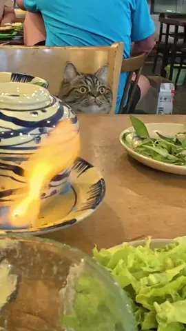 Onggia tao lo hết. Bố con mình cứ thế thoyyyy#cat #meo #minhlui #meme #cutecat 