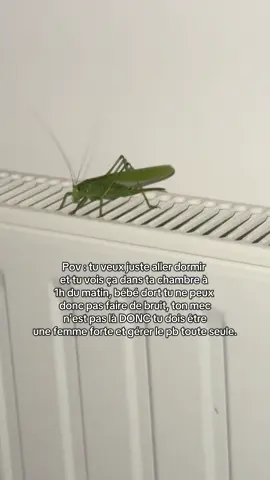Au secours svp #insecte 