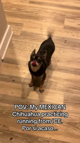 🇲🇽🐶 #dogsoftik #chihuahuastiktok #notgoingcatchme 