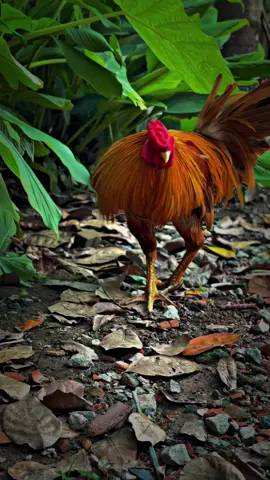 khét nghẹt🤣     #capcut #angiang #tt #comedia #gà 