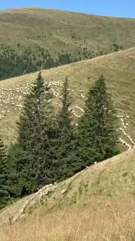 ⛰️🌲🐑🐏⛰️#foruyou #100k #oite #oi #🐑 #🐏  #varfulgainatumare1832m #gainat #romaniatiktok 