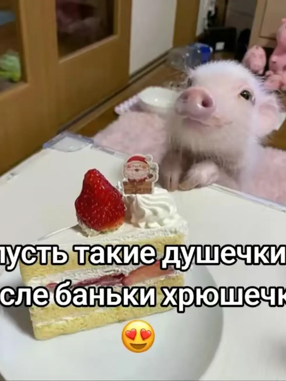 свинки 🐽🐷
