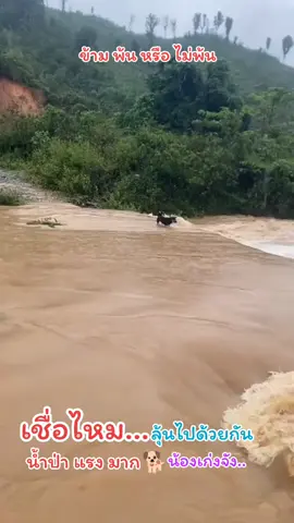 #tiktokสวนสัตว์  #หมา  #หมาน่ารัก  #หมาตลก  #สุนัข  #สุนัขน่ารัก  #สุนัขแสนรู้  #ระวังน้ําป่าไหลหลาก  #ลุยน้ํา  #dog  #dogsoftiktok  #ขอบคุณที่ติดตามฝากกดใจน๊า❤❤❤ 