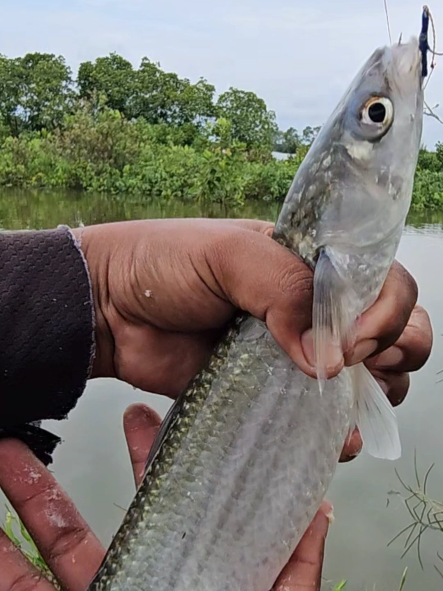 Dangkal Tapi Ikanya Monster2..Spot Tambak Jebol Wisata Sunter ke Timur..!  #Umpan_Belanak_Siap_Pakai  #Umpan_Belanak_Siap_Pakai_Hendra_Angler 
