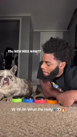 What the helly #whatthehelly #LIFEWITHMARK #marksgallery #wth #marksgallery #hellnaw #cremethefrenchbulldog #hellnawdog #hellnah 