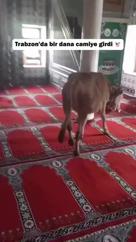 Camiye Dana Girmiş #keşfettt #beniöneçıkart #fypagetiktok 