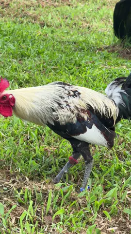 RAVENS MALDITO GREY #grey 