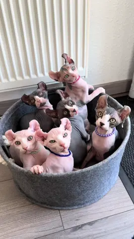 #сфинкс #sphynx #nacktkatze #sphinx 