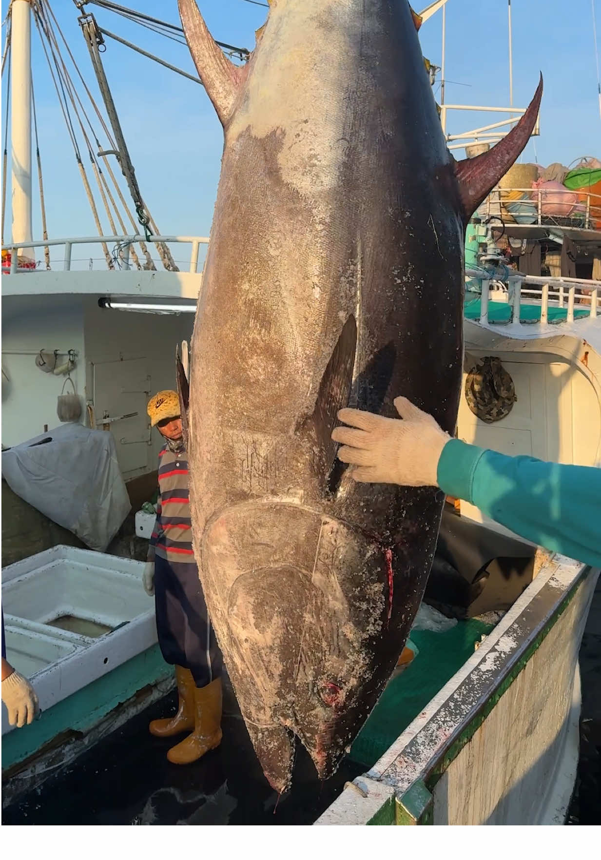 巨大マグロを水揚げ Giant Tuna Landing #フード #シーフード #マグロ #台湾 #food #seafood #tuna #taiwan