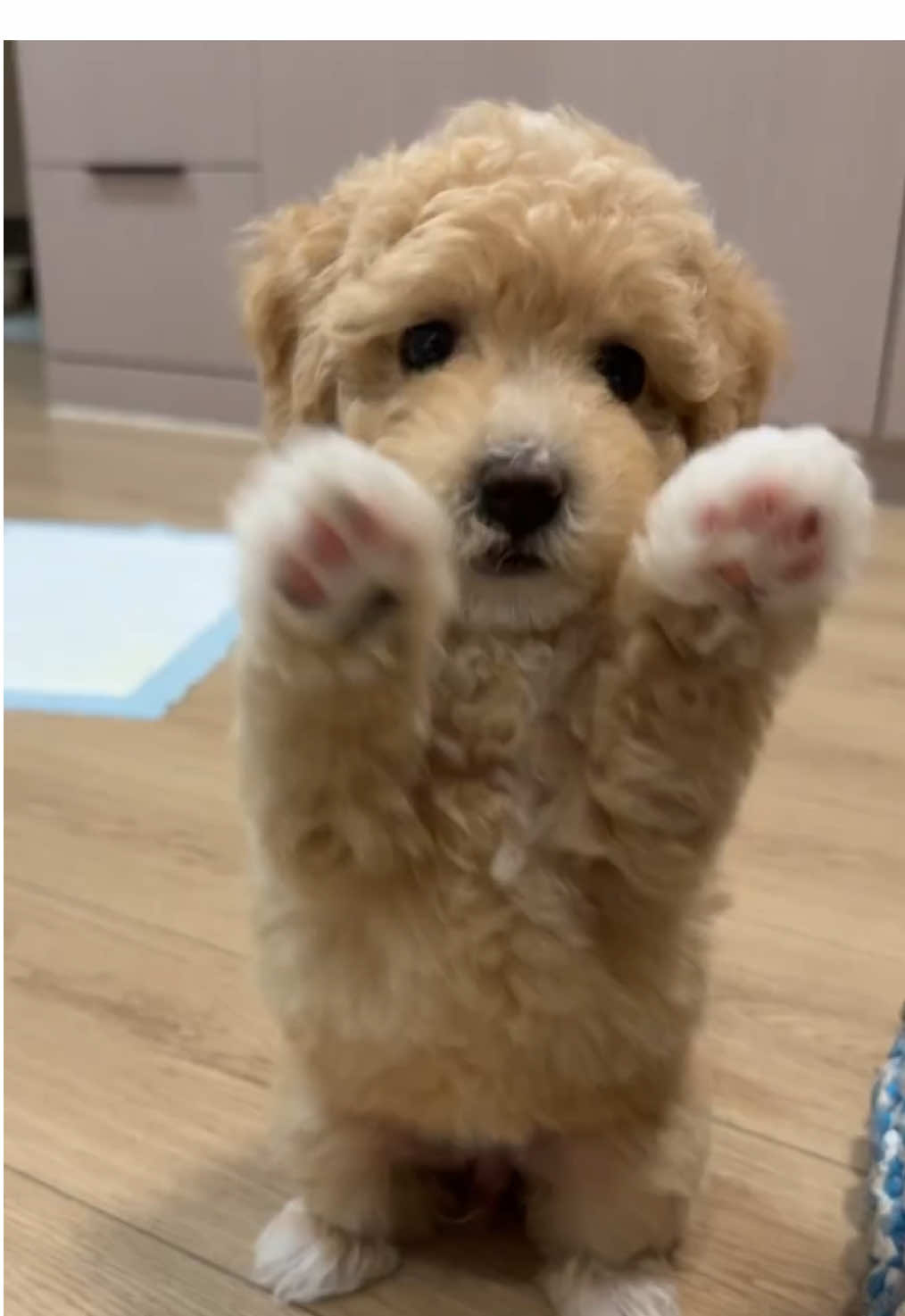 #dog #fyp #cutedog #doglover 