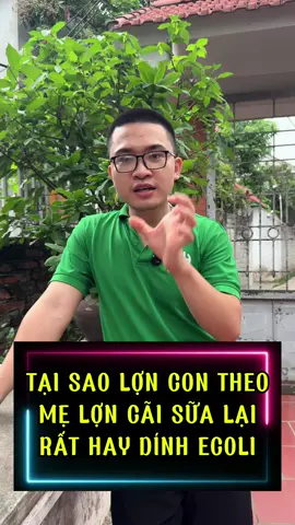 Và đây là lý do nhé các bác ecoli không còn là lỗi lo #channuoiheo #xuhuong #nuoiheo #nuoilonrung 