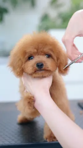 #doggrooming #asmr #puppy #adorable #satisfying 