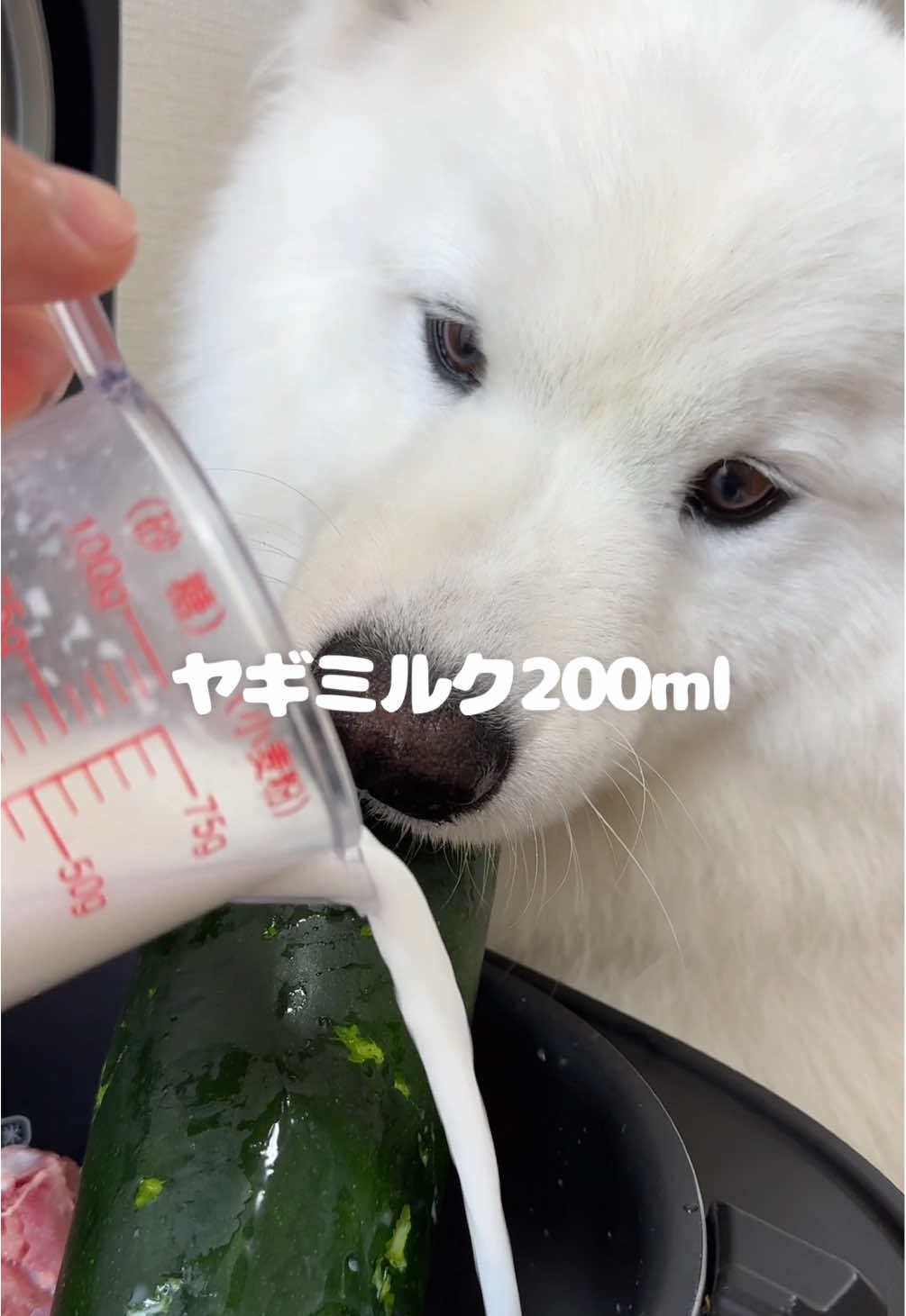 鶏のミルク煮つくったら爆食してくれました！