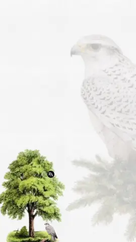 بشارة حفيد عايض🤍🤍 #explore #like #4upageシ #دعوات_الكترونيه #بشارة_حفيدي #مولود #اكسبلور 