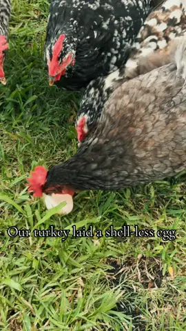 our turkey dropped two shell less eggs in that matter of 20 minutes and chickens think it’s the best treat ever #fyp #farming #turkeytiktok #chickensoftiktok #foryoupage 