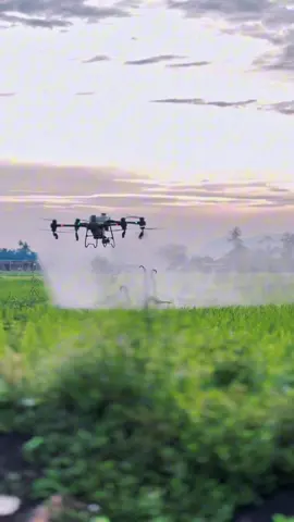 💪🏻#fyp #fypageシ #pertanimuda #oripadi🌾 #jangankendor #luncur🛫🚀 #djit50 #djit20 #djit30 #dronedji #dronethailand 
