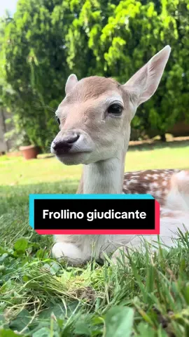 Sì, Frollino giudica parecchio. #deertiktok #horsesoftiktok #perte #neipertee #PetsOfTikTok #trend #fyp 