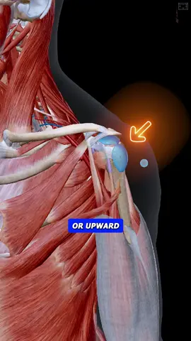 💥 Top of the Shoulder Always Sore? It Might Be Bursitis 💥 If your shoulder aches when you reach, press, or even sleep, there’s a good chance you’re dealing with shoulder bursitis—and no, rest alone won’t solve it. Bursitis often flares up because your shoulder joint isn’t moving right—and your rotator cuff isn’t supporting like it should. Here’s how to change that: 🔧 Banded Posterior Mobs Creates space inside the shoulder joint so the bursa isn’t constantly getting compressed every time you lift your arm. 🔥 Banded External Rotation + Extension This combo strengthens the rotator cuff and trains healthy shoulder mechanics—two things bursitis-prone shoulders desperately need. 🛠️ Banded Slides (Half-Kneel) Helps retrain scapular motion and control while working in an overhead range—without triggering irritation. 🏋️ Incline W’s Builds postural strength and scapular support. A must for long-term pain relief and improved pressing mechanics. You don’t need to stop training—you just need to stop skipping the movements that fix your pain. 👉 DM me “pain” and you will get a free shoulder pain fix demo! #fixshoulderpain #shoulderbursitis #rotatorcufftraining #scapcontrol #mobilityfix #jointhealth #rehabexercises #shoulderstability #movementfix #physicaltherapy #painrelief #gymrehab #movebetterfeelbetter