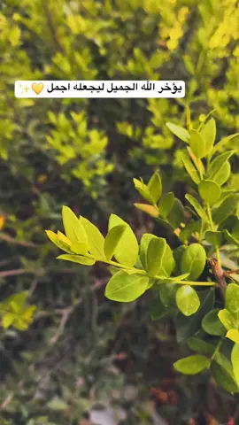 ❤️🙏🏻. #اكسبلور #تصويري #اكسبلورexplore #parati #لايك #pov #تصويري_احترافي_الاجواء👌🏻🕊😴 #غيوم #فيديوهات #تصوير 