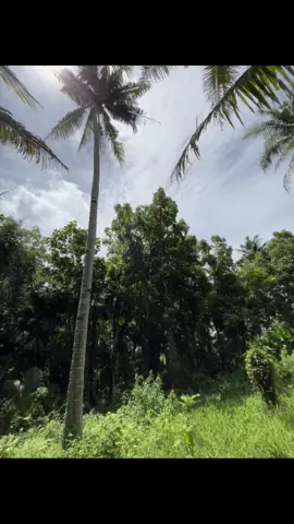 Free to use#fyp #naturetrip #foryoupage 