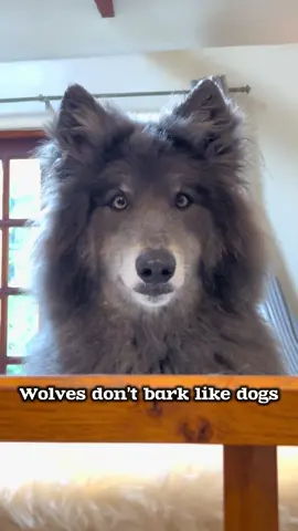 Wolves don’t bark like dogs do. Ocean here who is a wolfdog demonstrates beautifully the wolf ‘puff’. It’s a subtle quiet puff bark that warns the pack of danger without alerting the enemy. Over time as wolves integrated themselves into human settlements perhaps for more easy food, man started to select the puppies with the noisiest bark as it was beneficial to him to have a warning system. Now we can’t get our dogs to stop barking! I personally prefer the discreet puff bark. Some low content wolfdogs do bark though, especially if they’ve been around dogs. I’m so glad mine don’t! . . . . #wolfbark #dogbark #dogfact #wolffact #wolf #wolves #wolfdog@My Blue Wolf 