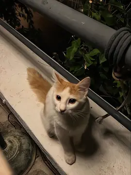 Novo amor-anchor  #foryou#anchor#cat#lyrics