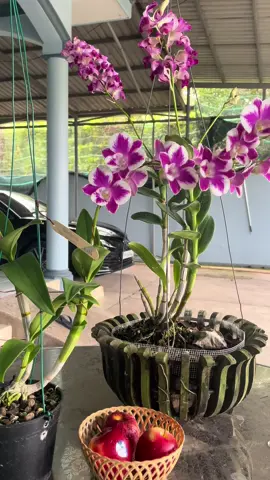 Ngắm hoa!!!