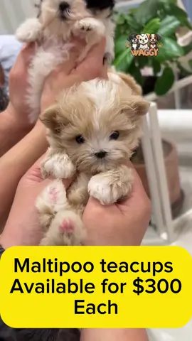 🐶 Puppies Looking for Loving Homes! 🐶 From playful paws to wagging tails, our puppies are the perfect addition to any family. Raised in Pennsylvania with love and attention, they’re ready to make memories with you. #puppylove #teacuppuppy #puppiesoftiktok #cutepuppy #puppiesforadoption #WaggyKennels #WaggyPupsUSA #waggykennelsreview 