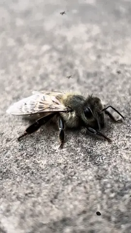 Poor thing 😞 #fyp #bees 