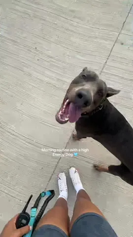 Saturday Morning Routine with my 2,5 year old Doberman 🩵🐶 #doberman #dobermanpinscher #dobermans_of_tiktok #dogmomlife #dogmom #highenergydog #highenergydogs #dobiesoftiktok #runningmotivation #runningvlog #runningvlog 