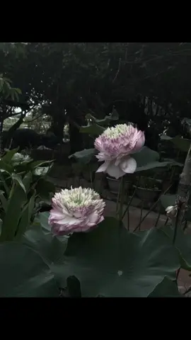 珍惜與親人在一起的每一刻，因為沒有人知道明天會發生什麼。”Trân trọng từng khoảnh khắc bên người thân, vì chẳng ai biết ngày mai sẽ như thế nào..” #xuhuongtiktok #hoa #chuathientruc #hoasen #phatphap #phatphapnhiemmau #xuhuong 