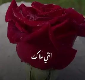 #انتي ملاك 
