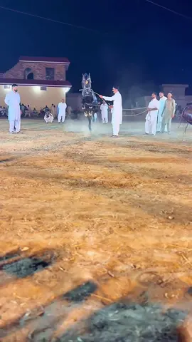 #horsedance #marshall #horsesoftiktok #CapCut 