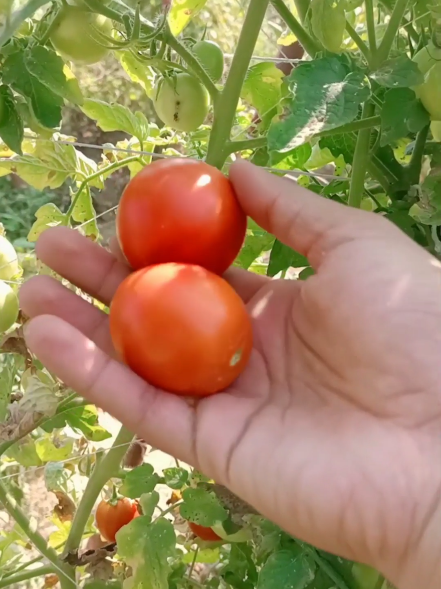 Harvesting tomato 🍅 fresh gardening #farming #tomato #satisfying #fypシ 