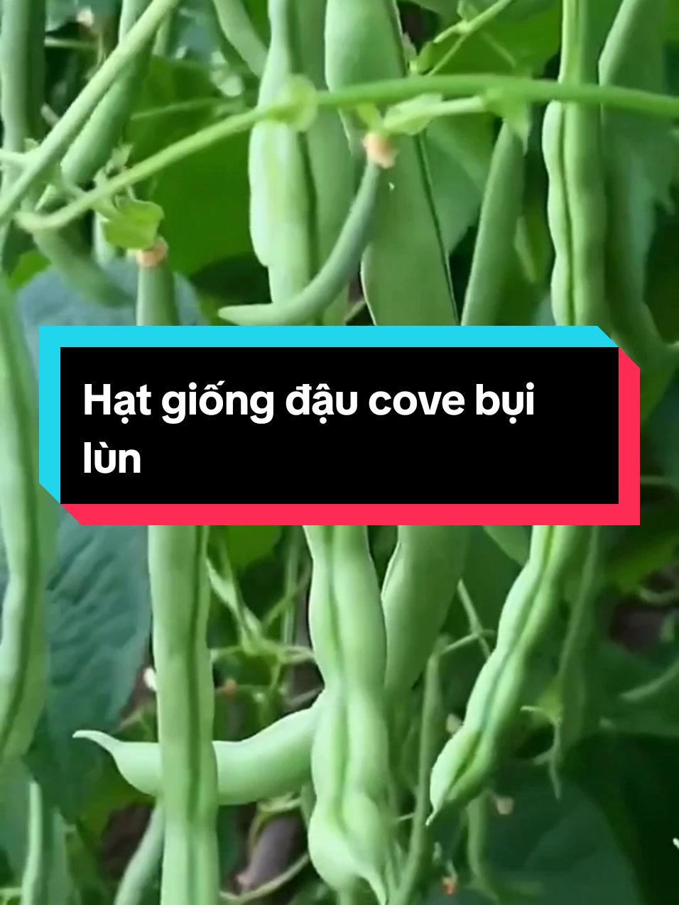 Hạt giống đậu cove bụi lùn #hatgiong #hatgiongdaucove #hatgiongdaucovelun #daucove #hatgiongnho #muataitiktokshop #xuhuong 