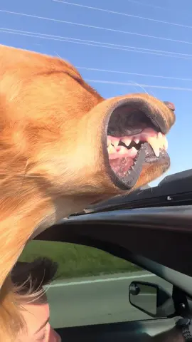 This is indeed the life😎😎😎 #goldenretriever #puppytok #goldenretrieversoftiktok #puppytiktok #goldenretrievers #goldenretrieverpuppy #goldenretrieverpuppies #goldenpuppies #funnydogvideos #funnydogsoftiktok #goldenretrieverlove #puppycheck #cutepuppycheck #goldenretrievercheck #goldenpuppiesoftiktok #dogsoftiktok #puppylife #cutepuppyvideos #funnygoldenretrievers  #creatorsearchinsights 