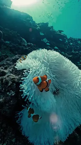 Nama Umum: Ikan Nemo Nama Asli: Ikan Badut (Clownfish) Nama Ilmiah: Amphiprioninae Famili: Pomacentridae Habitat: Terumbu karang di Samudra Pasifik, Samudra Hindia, dan Laut Merah Ukuran: Sekitar 7–12 cm Umur: Hingga 6–10 tahun di alam liar Deskripsi Umum Ikan Nemo adalah nama populer yang digunakan untuk menyebut ikan badut, khususnya setelah kemunculannya dalam film animasi Finding Nemo. Ikan ini memiliki warna oranye cerah dengan garis-garis putih dan hitam di tubuhnya. Penampilannya yang mencolok menjadikannya salah satu ikan hias laut yang paling digemari. Habitat dan Persebaran Ikan badut hidup di perairan tropis, terutama di wilayah Indo-Pasifik. Mereka memiliki hubungan simbiosis dengan anemon laut. Anemon memberikan perlindungan dari predator, sedangkan ikan badut membantu anemon dengan membersihkan tentakelnya dan menarik mangsa kecil. Ciri Khas Unik Simbiosis Mutualisme: Ikan badut kebal terhadap sengatan anemon laut berkat lapisan lendir khusus di kulitnya. Sistem Reproduksi: Ikan badut adalah protandrous hermaphrodite – semua lahir sebagai jantan, dan yang paling dominan akan berubah menjadi betina bila diperlukan. Struktur Sosial: Hidup dalam kelompok kecil dengan satu betina dominan dan satu pejantan subur, sementara sisanya jantan tidak subur. Peran di Alam Ikan badut membantu menjaga kebersihan anemon dan meningkatkan aliran air di sekitarnya. Perilaku ini penting untuk keseimbangan ekosistem terumbu karang. Popularitas Kepopulerannya meningkat drastis setelah karakter 