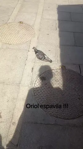 Oriol espavila ... #paloma #vida #alertamedusil #vegana #antiespecista #tuyyo #tiktokcat #fyg #santfeliudeguixols #costabrava #emporda #girona #catalunya 