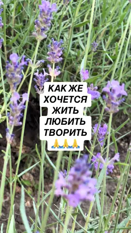 КРАСОТА В ГЛАЗАХ СМОТРЯЩЕГО! ОГЛЯНИТЕСЬ, НЕ СПЕШИТЕ , ПОСМОТРИТЕ КАКАЯ КРАСОТА ВАС ОКРУЖАЕТ❤️ 
