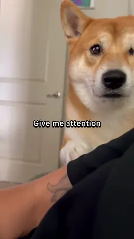 So TRUEEEEE 😂 🐕 #shiba #shibainu #dogs #mydog #shibaarmy #funnydog #doglover #dogvideos #fyp #pets