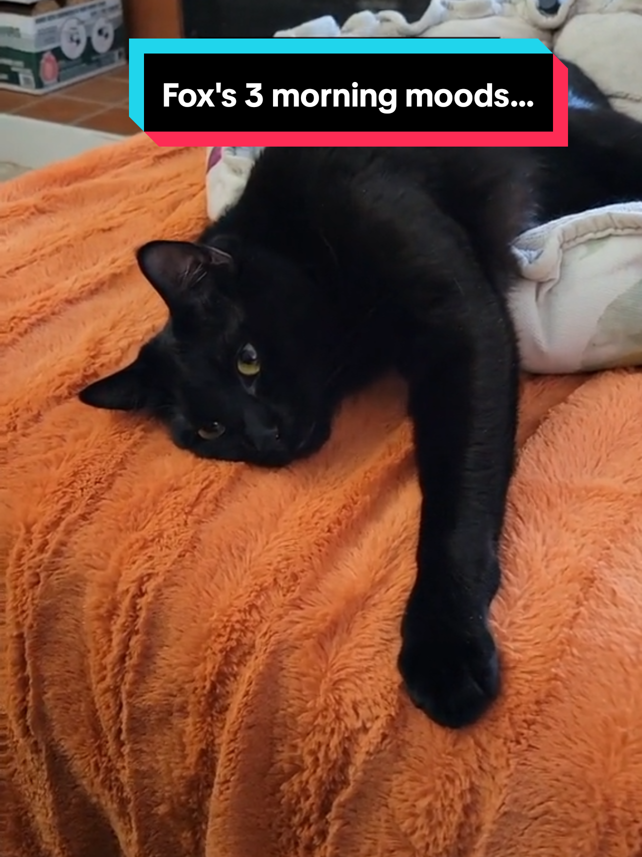 #foxthekitten on a rainy #caturday morning in #seattle. #blackcat #cat #inkpanther #housepanther #onthisday @Rossi 