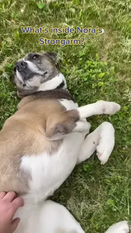 It’s too strong for this world #dog #dogmom #stronghand #dogswithdisabilities 
