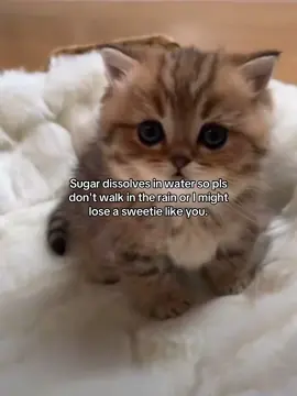 fr #fyp #relatable #catmeme #cattok #joke #Relationship #Love #couple #catsoftiktok #boyfriend #girlfriend #rizz 