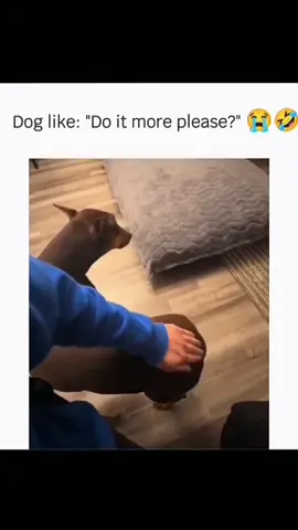 These dogs are here to turn your day into nonstop laughter 🐶😂 #FunnyDogs #PupSmiles 