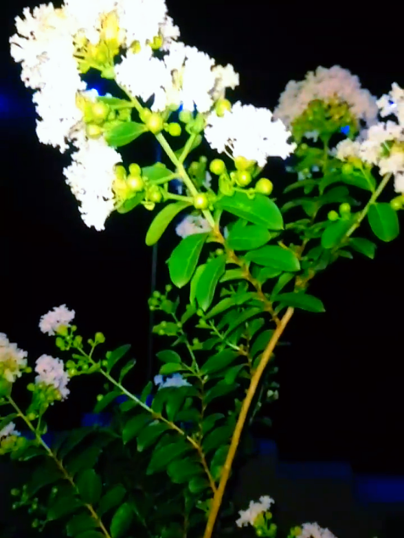 রাতের সৌন্দর্য❤️ #Tiktokvideo #support #viralvideo #foryou #fyp #tiktok #foryoupage #viral 