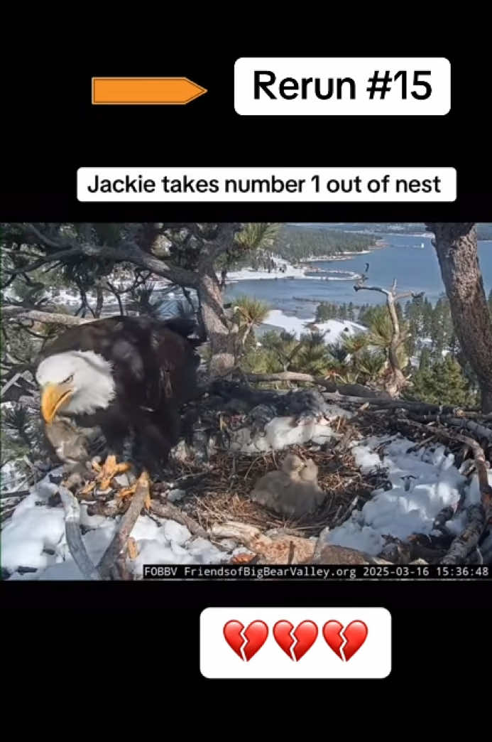 #jackieandshadow 