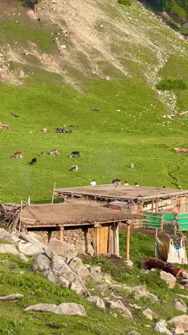 Taip Banda swat valley _ 🏔️                 #swatvalley #explore #foryoupage #peace #mountains #watan #viralvideo #shahab_afridi313 