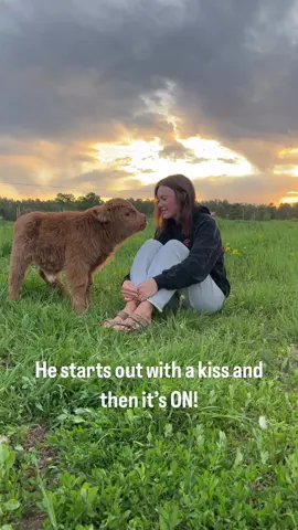 Kevin doing his Wild Thing.  Born June 9th and look at this cute mini highland now!  He has found his legs.  I cannot express how much joy this little wind up toy is bringing our family and everyone that visits.  Therapy for the soul right here.  Any anxiety or stress melts away with one glance at him.  He just doesn’t even seem real!  Who knew we needed to add minis to the homestead?  We already had our full size cattle herd. I will likely over post on him - I can’t help it. JOY & endless SMILES!  #homesteading #trending #familytime #cow #cowsoftiktok #cattle #mini #minicow #minicowsoftiktok #fluffycow #highland #minihighland #babyanimals #colorado #denver #Love #soul #Summer 